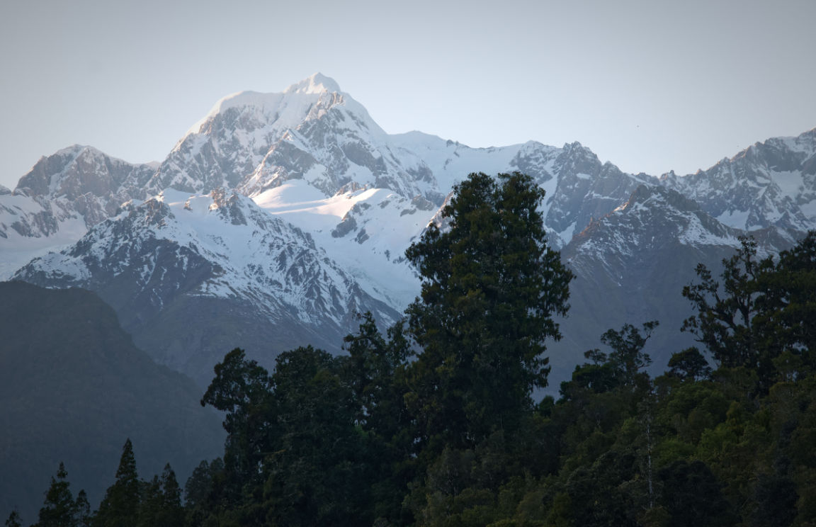 Mount Cook Peaking Over the Forest